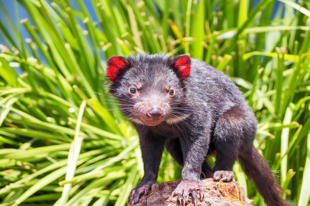 A tasmanian devil atop a rock.