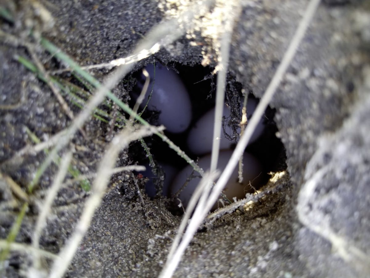 An underground nest with three turtle eggs visible