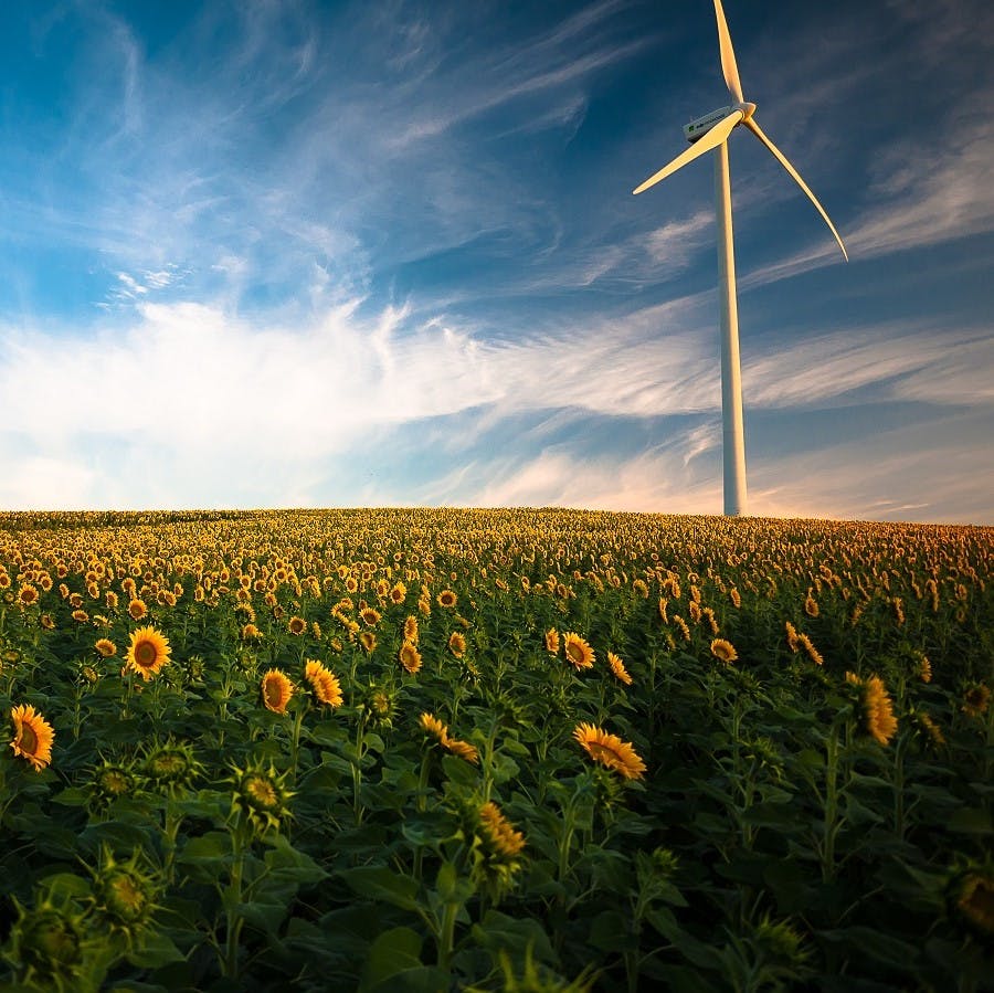 A modern wind turbine producing renewable green energy in a field of flowering sun flowers