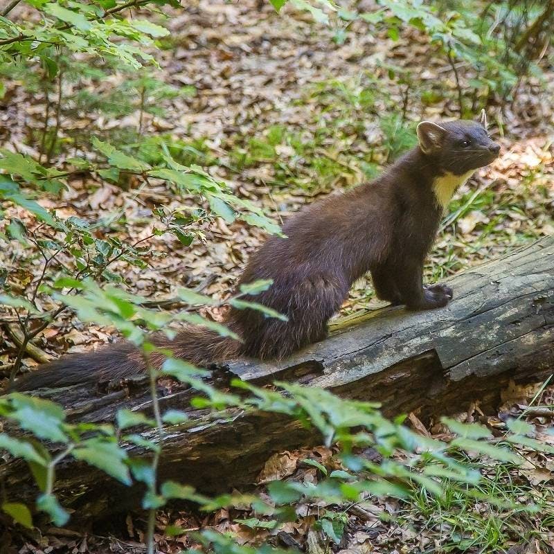 A pine marten on a log in woodland. In Ireland, the presence of pine martens has been shown to benefit native red squirrels.  This is just one of many reasons behind rewilding Ireland.