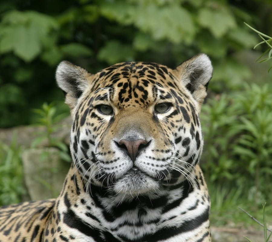 portrait shot of a jaguar