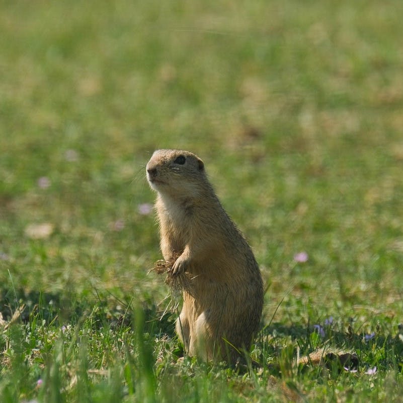 A European ground squirrel sitting upright on its hind legs