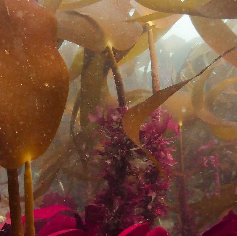 A kelp forest on the coast of Portugal. 