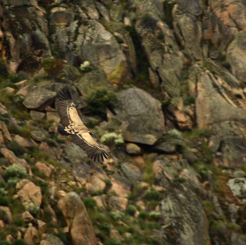 A griffon vulture soaring through the sky in the Coa / Douro Valley.