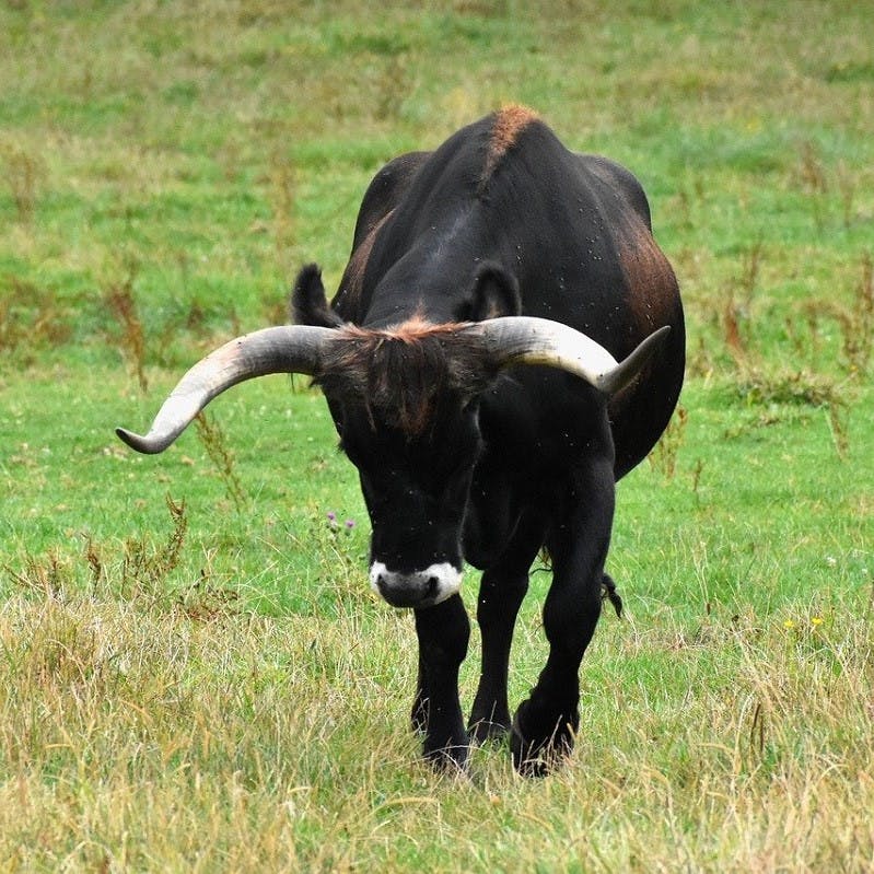 An auroch roaming across grasslands as part of a rewilding effort to protect ecosystems.