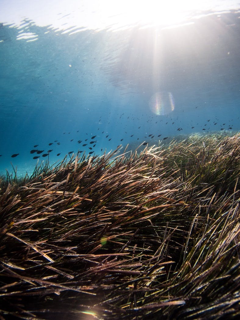 A seagrass meadow and fish.
