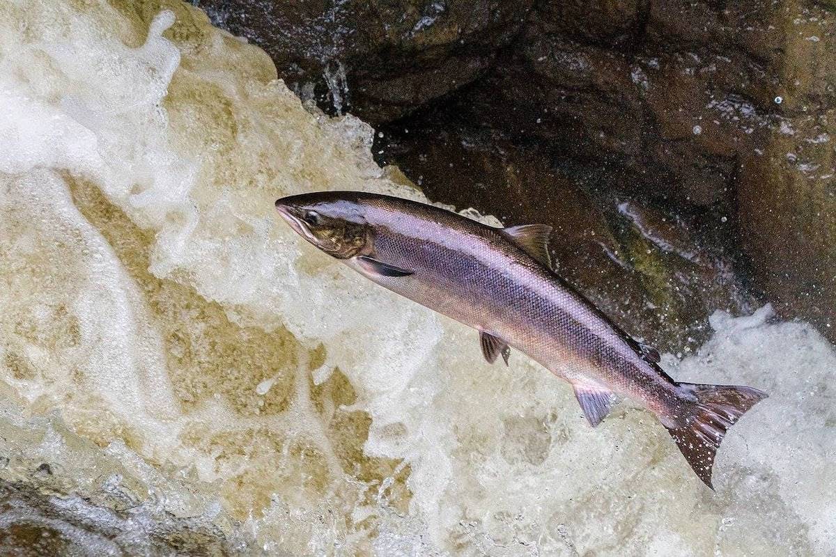 tagging-wild-atlantic-salmon-in-scotland