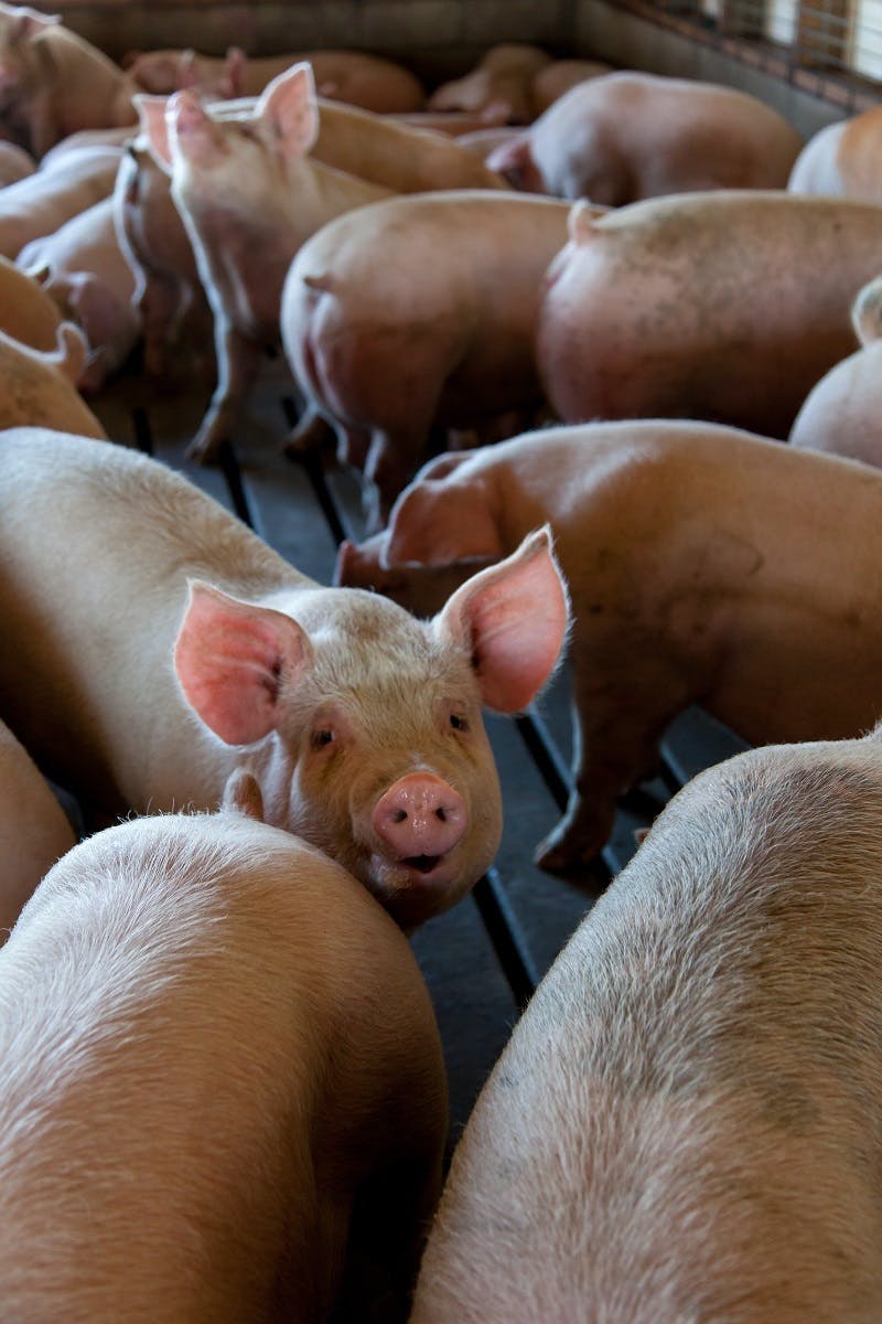 Piglets at a factory farm. A flexitarian diet seeks to break the reliance on factory farmed products.