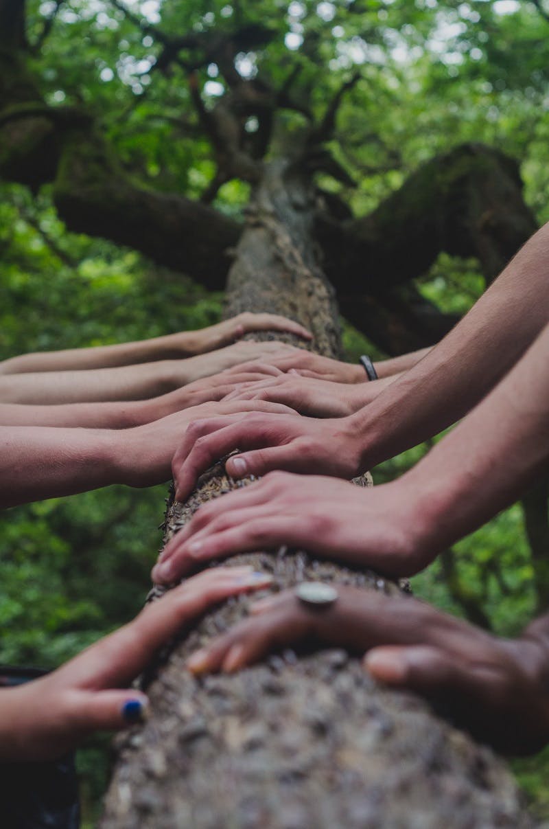 A group of hands resting against either side of a tree trunk.