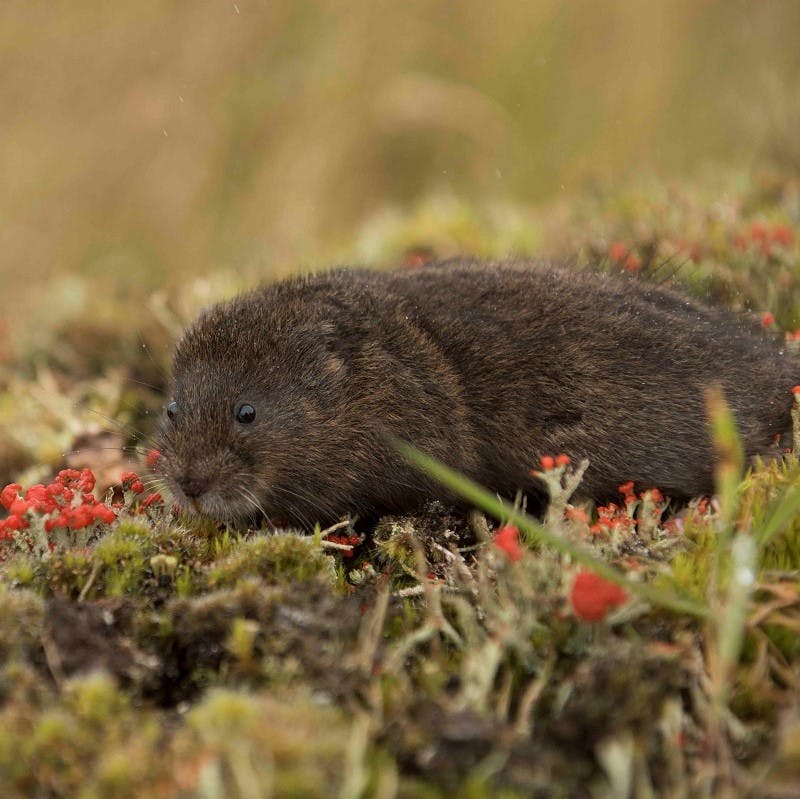A water vole in the UK, a species which is being repopulated thanks to rewilding interventions.