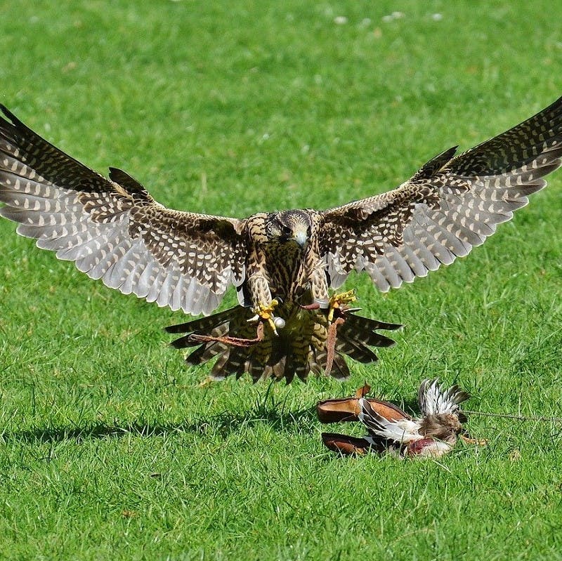 A falcon swoops down to grab its prey from off the ground.