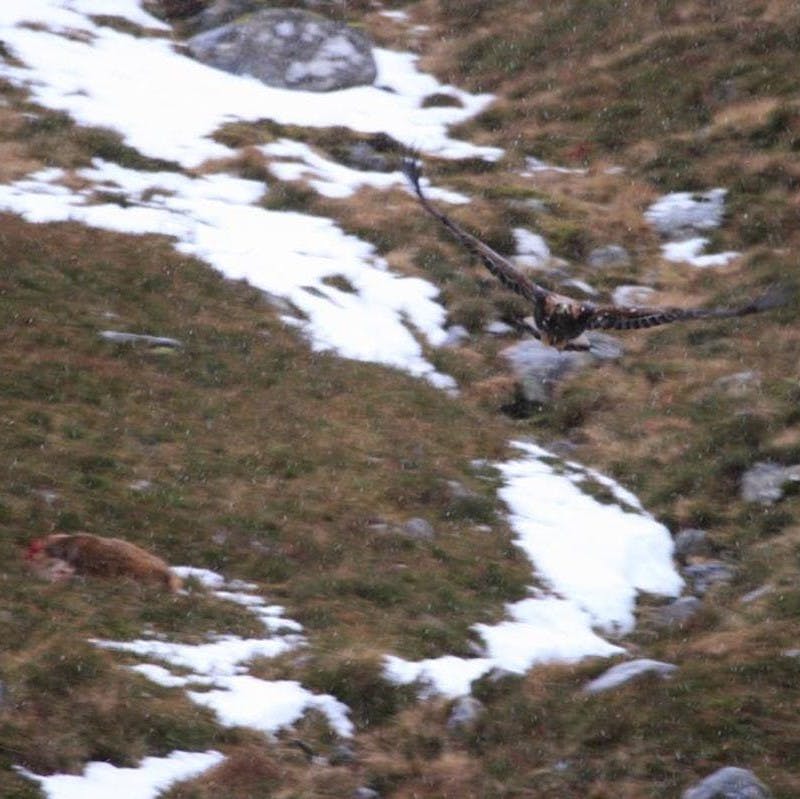 A golden eagle flying over the carcass of a red deer stag with snow in the background