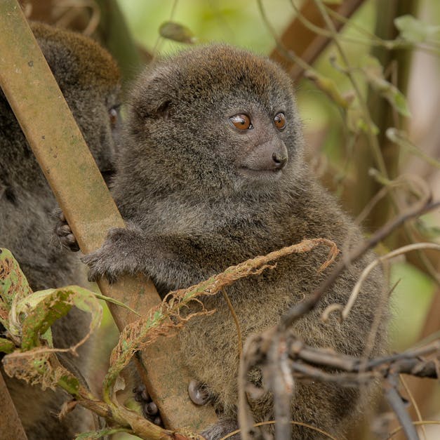 A brown and grey furry lemur grasps a green reed and looks to the right 
