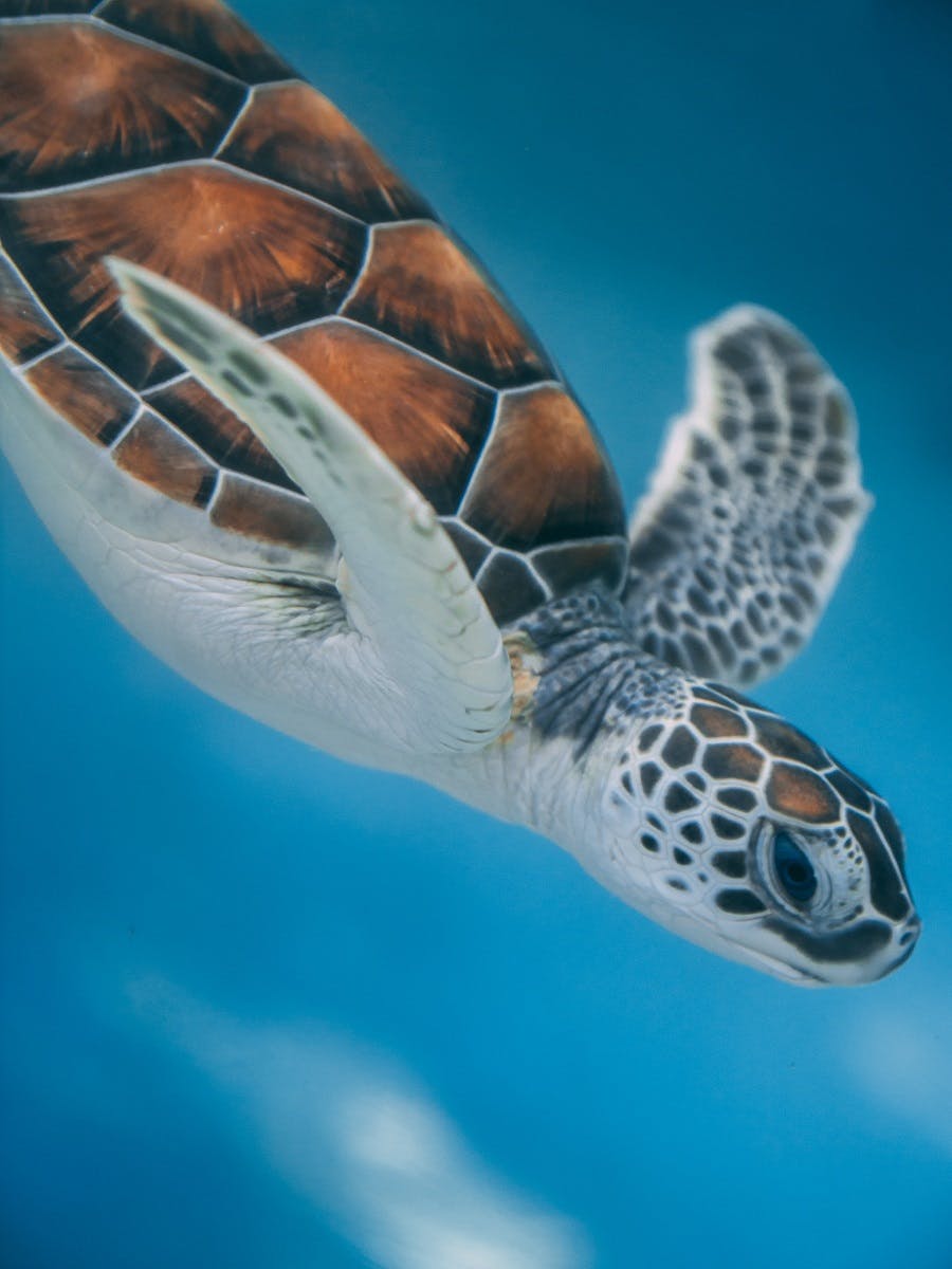 A sea turtle.