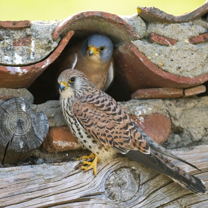 Two lesser kestrels nesting in the roof of a building.
