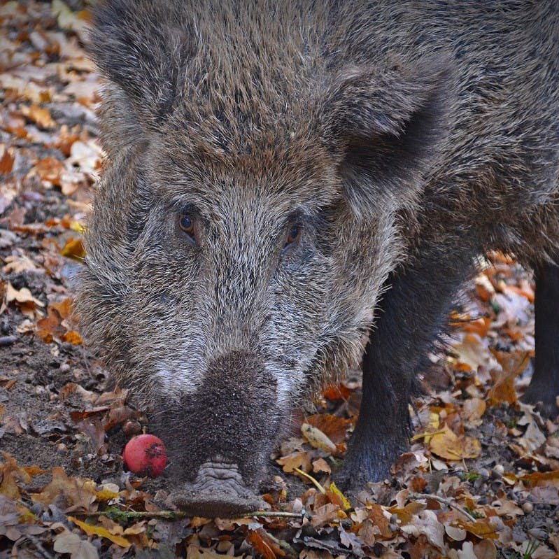 A wild boar rootling for acorns in an oak woodland. 