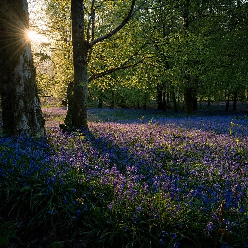 A lush forest with a carpet of wildflowers