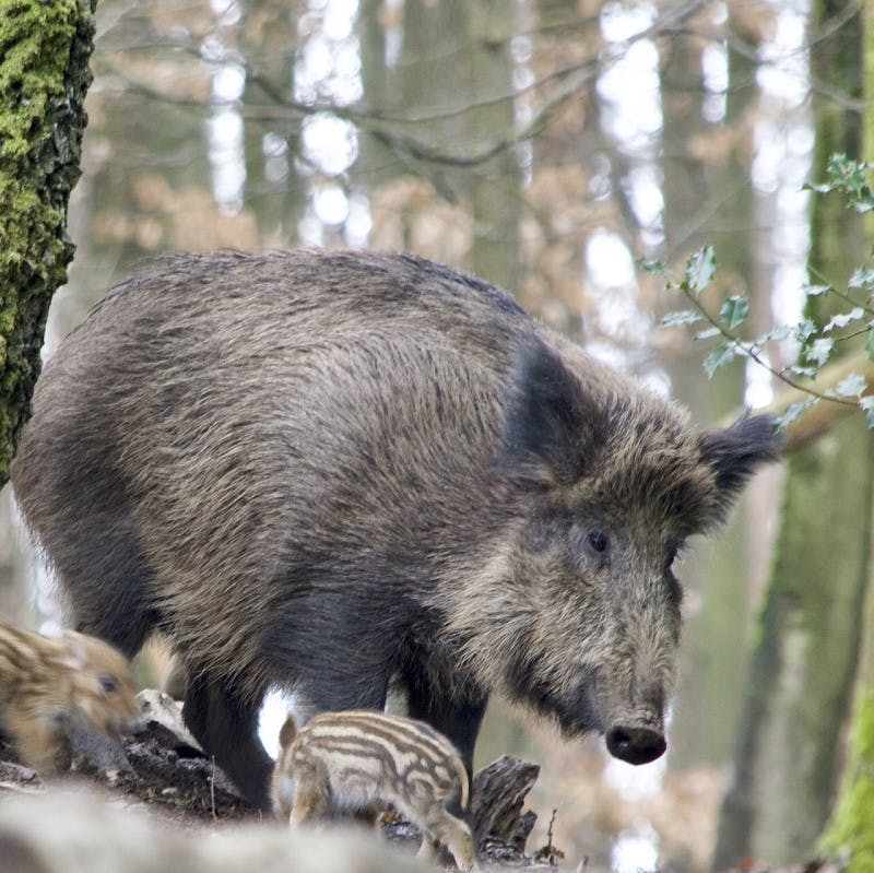 A wild boar in a forest with its young 