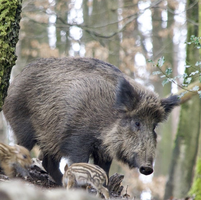 A wild boar in a forest with its young
