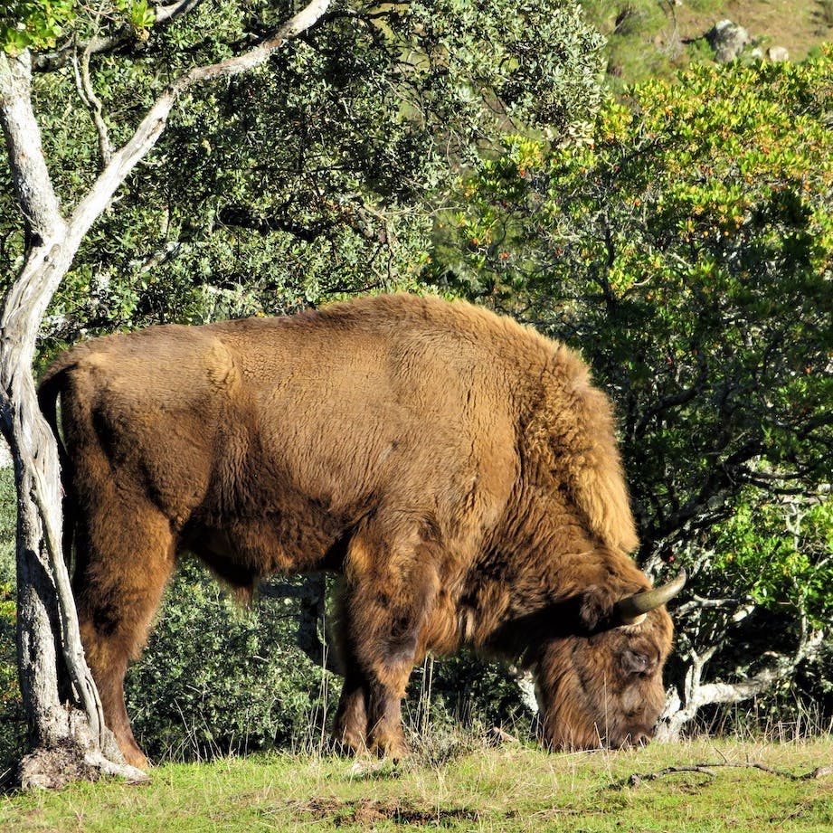 A bison stands with its heard lowered grazing on the left hand size of the image next to a dead tree. Dense green vegetation covers the background.