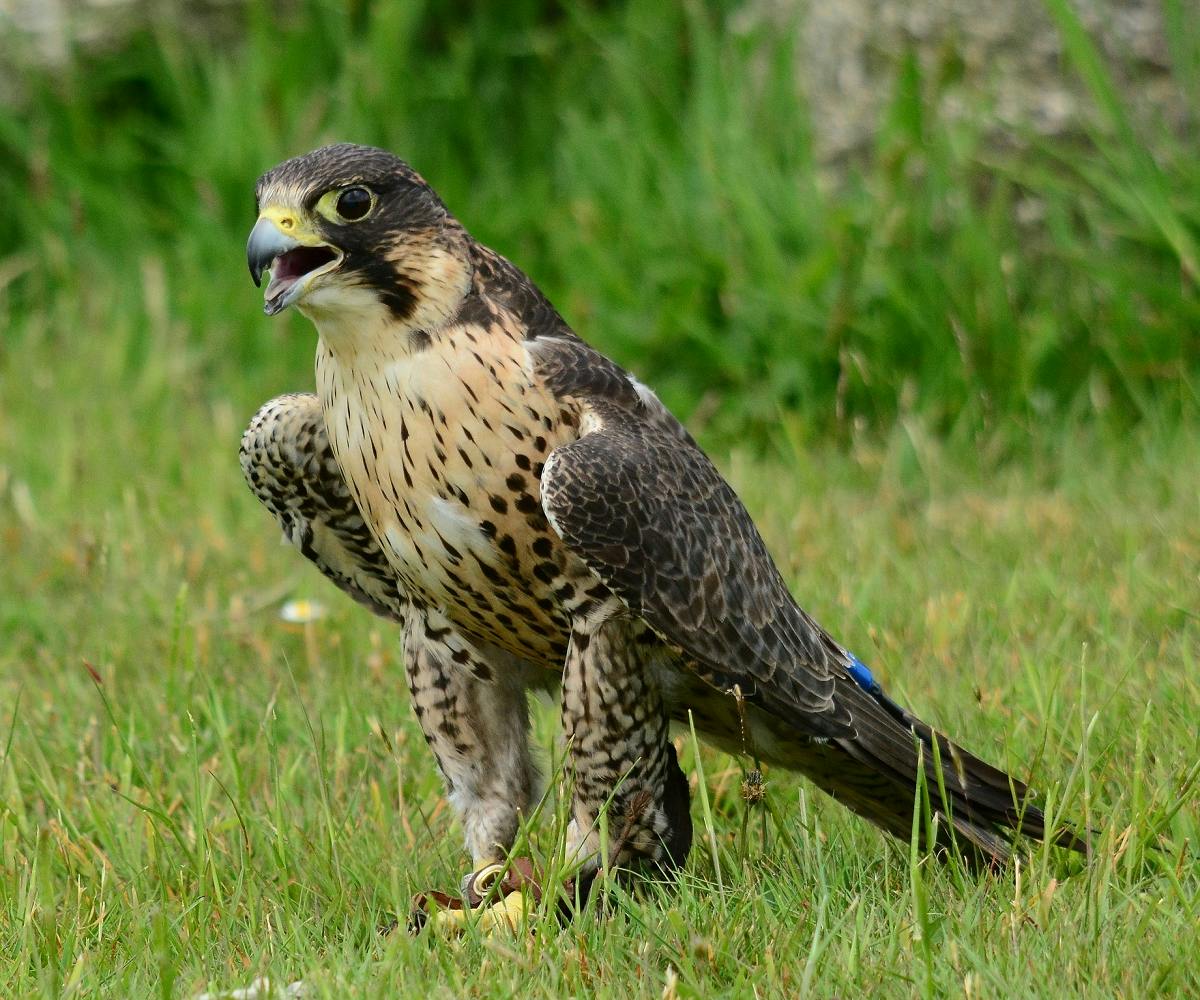 A Peregrine falcon sitting on grass with its beak open.