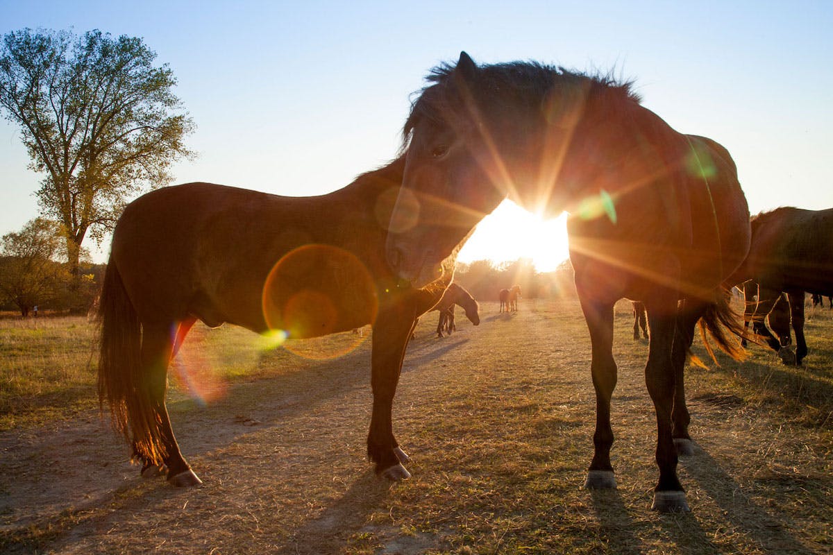 wild horses on a grassland with the sun setting