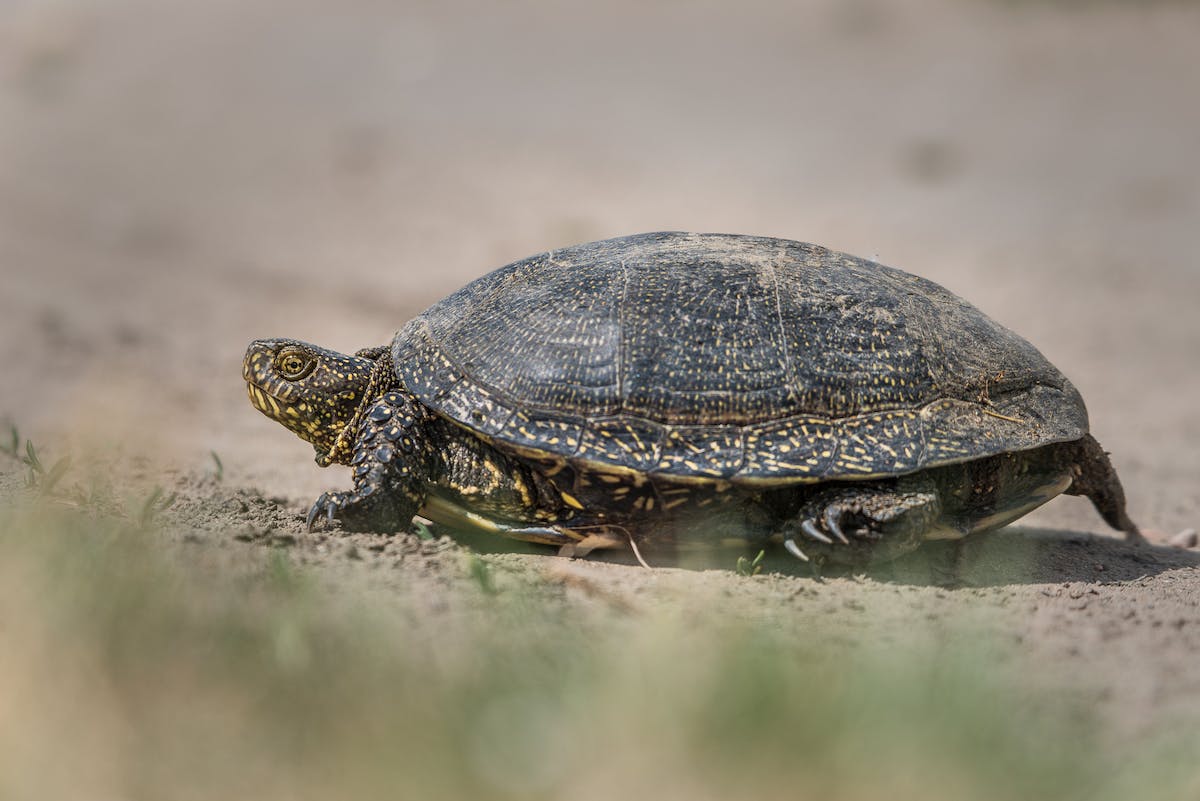 A European pond turtle walks along sandy soil looking for a place to lay its eggs.