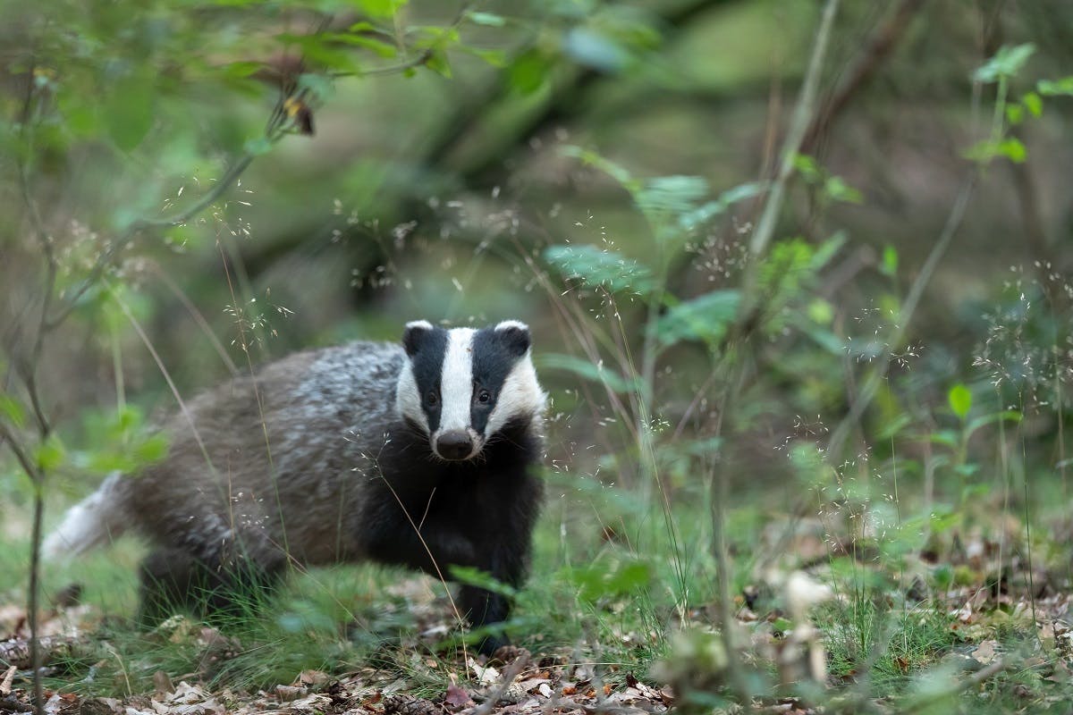 A badger walking through a forest. Badgers have long been persecuted but rewilding in Britain efforts have seen its protection and conservation increased. 