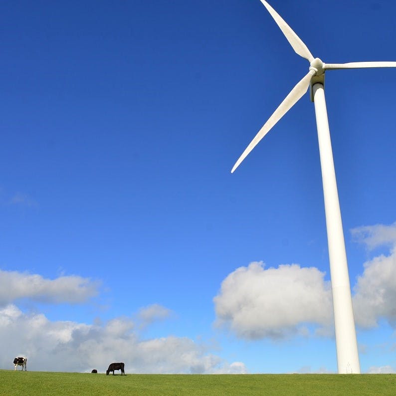 A wind turbine in a field with some cows grazing beside it.