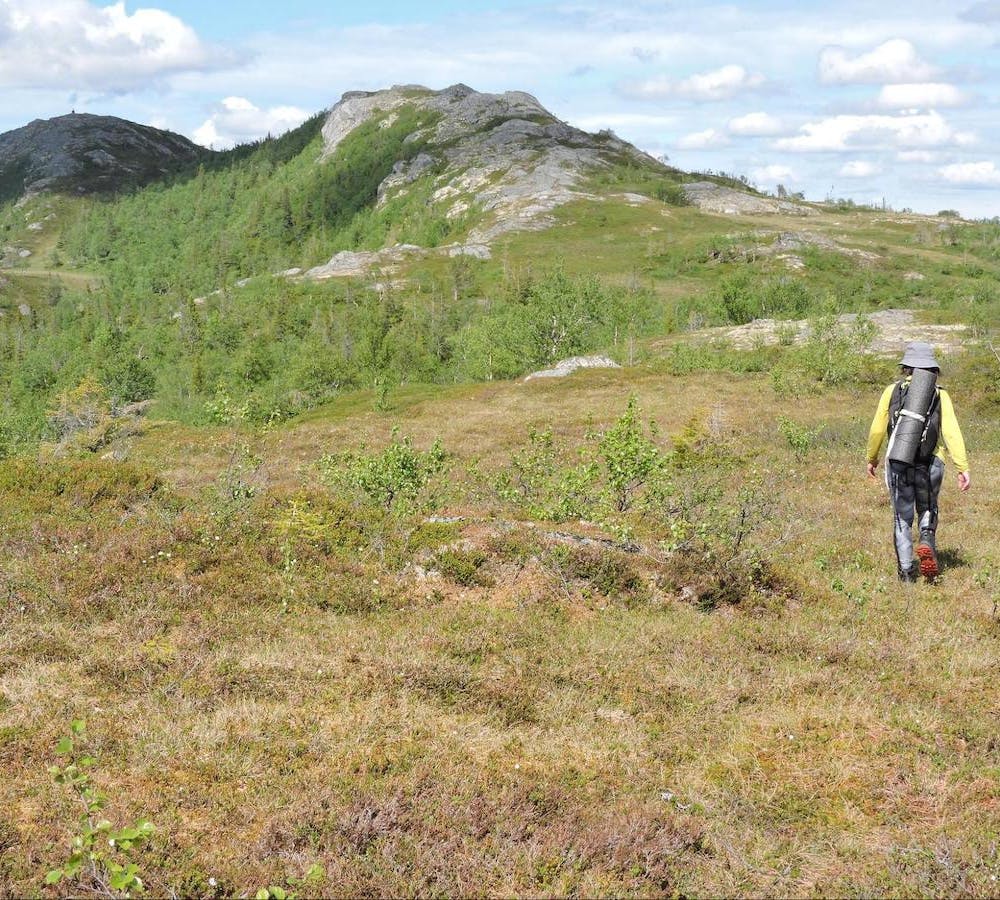 Mountain birch woodland in Norway showing the complex of stunted trees, scrub, mires and heath as trekker walks over the hilltop.