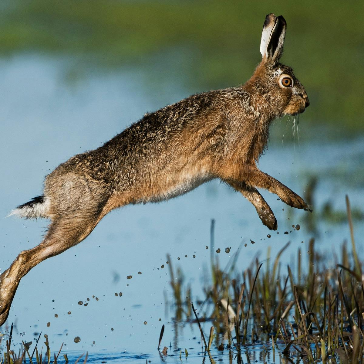 A  hare jumps through water. The hare is synonymous with Irish culture and wildlife in Ireland