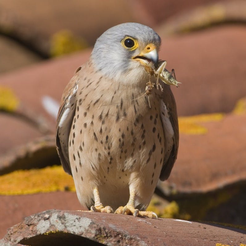A Lesser Kestrel with a large insect in its beak.