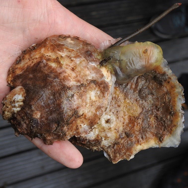 A close up shot of a European flat oyster in a person's hand.