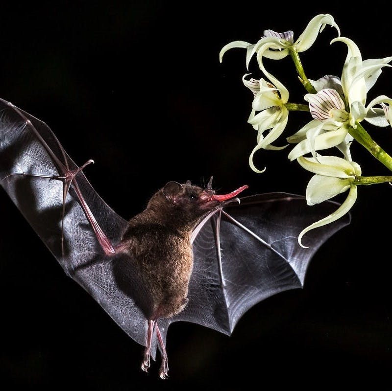 A bat stretches it's long tong to reach a flower mid air in order to feed on the plant's nectar. 