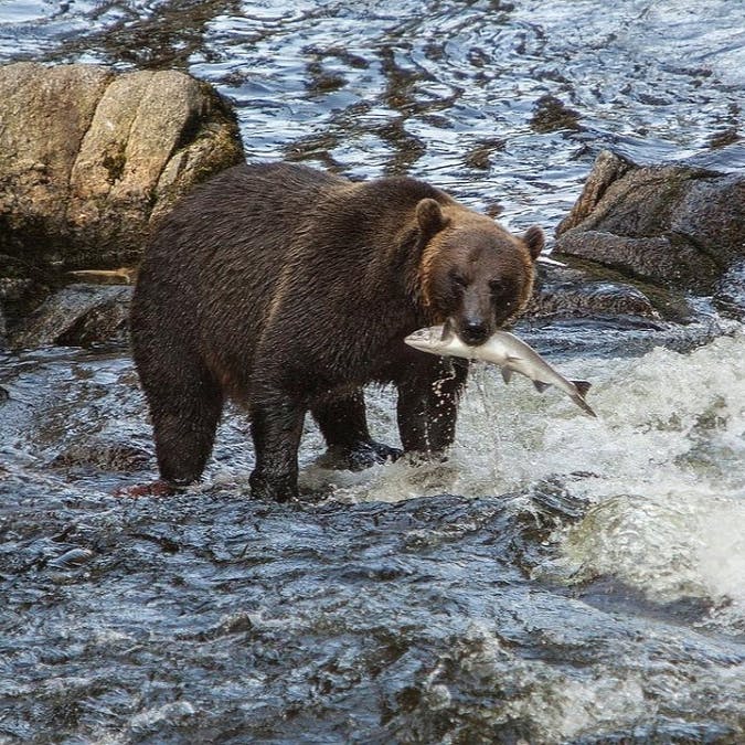 A bear in a river with a salmon in its mouth.