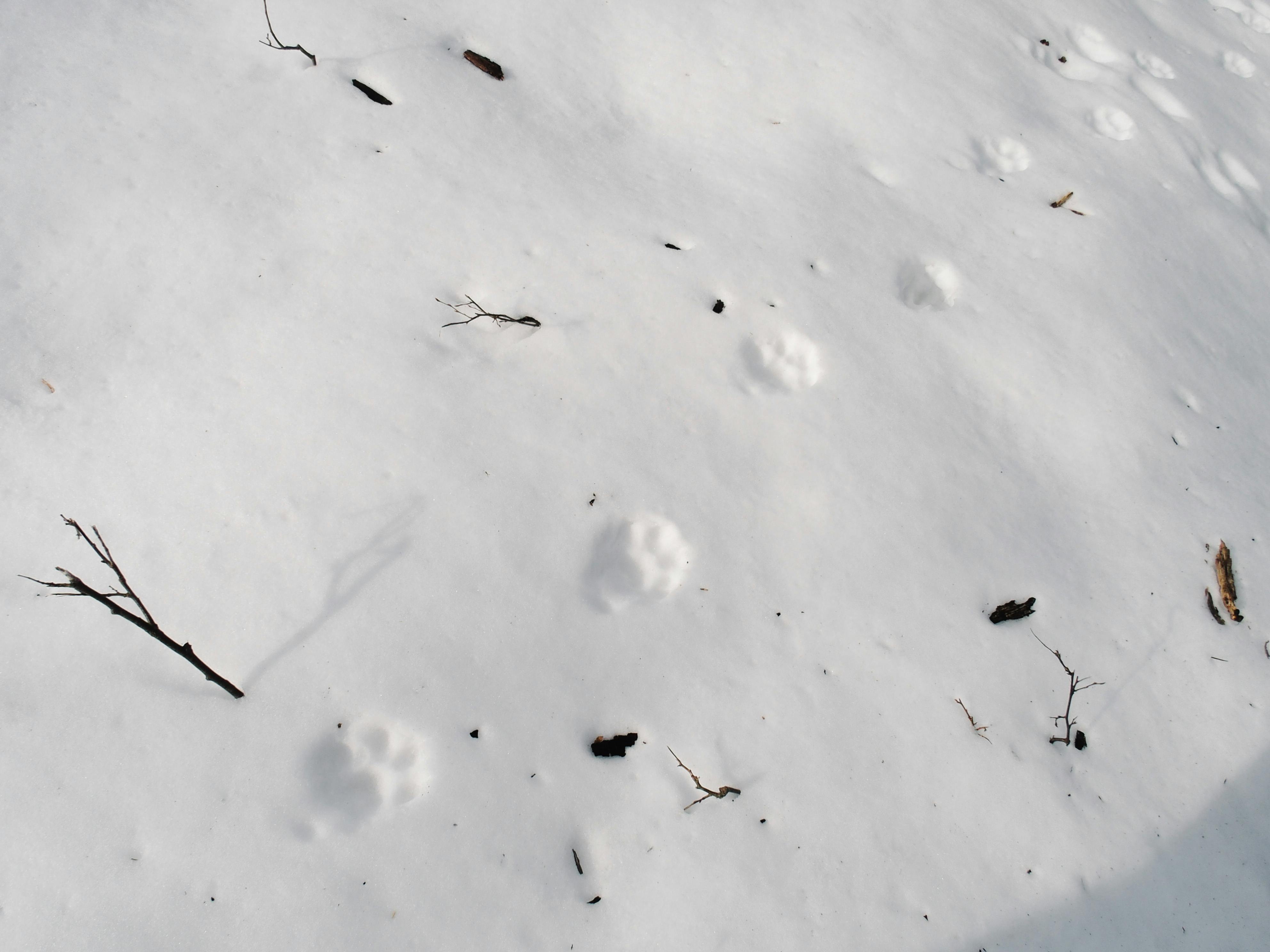 Eurasian lynx tracks clearly defined in the deep snow