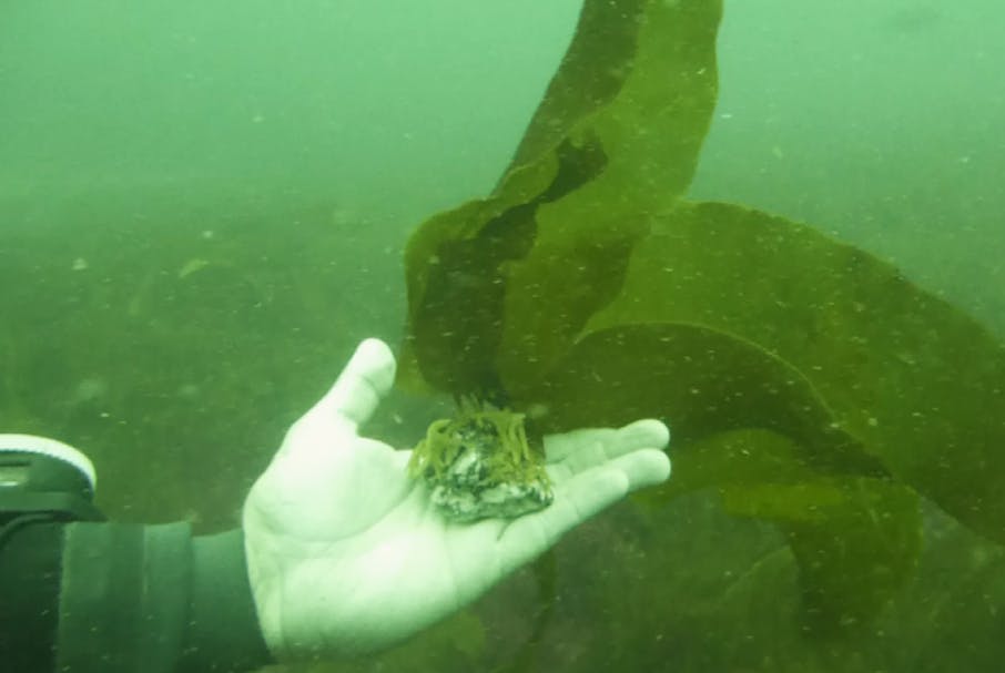 Pebble with kelp growing on it deployed using green gravel technique and being held by diver