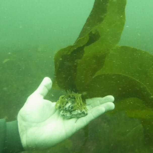 Kelp growing on a piece of gravel rock using a novel kelp restoration technique called green gravel.