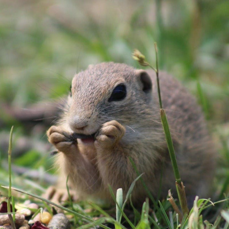 a european ground squirrel eating some vegetation