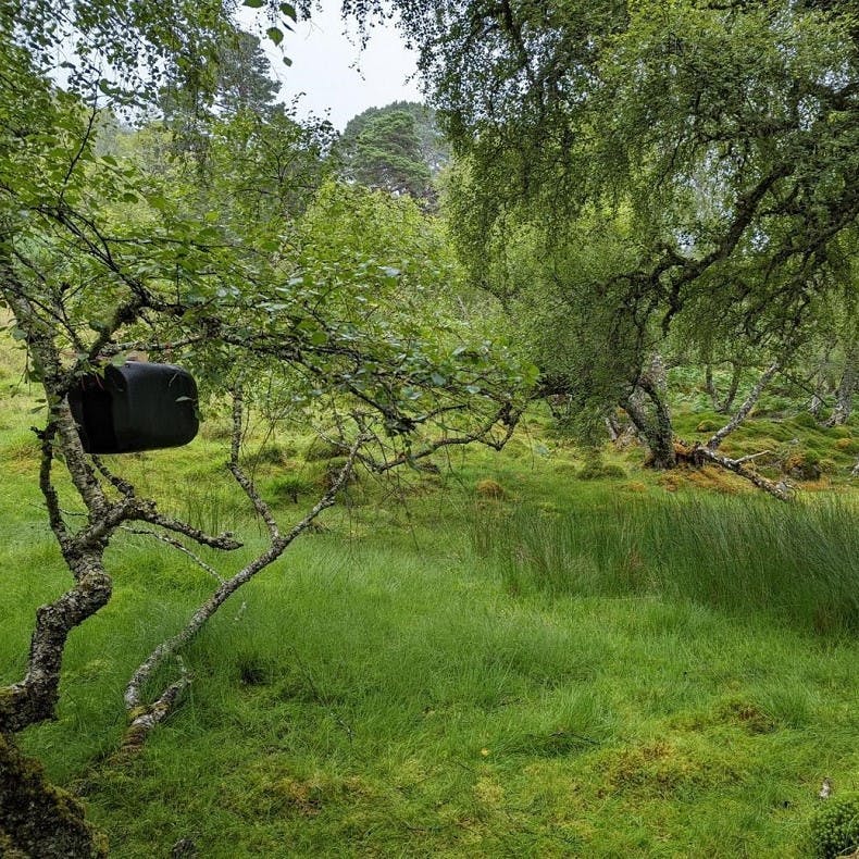 a pine marten feeding station