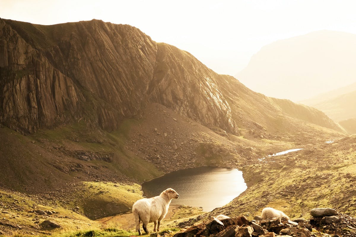 Snowdonia National Park, Wales. What look's beautiful to the untrained eye, George Monbiot's Feral, highlights the expansive land degradation and lack of biodiversity in the area.