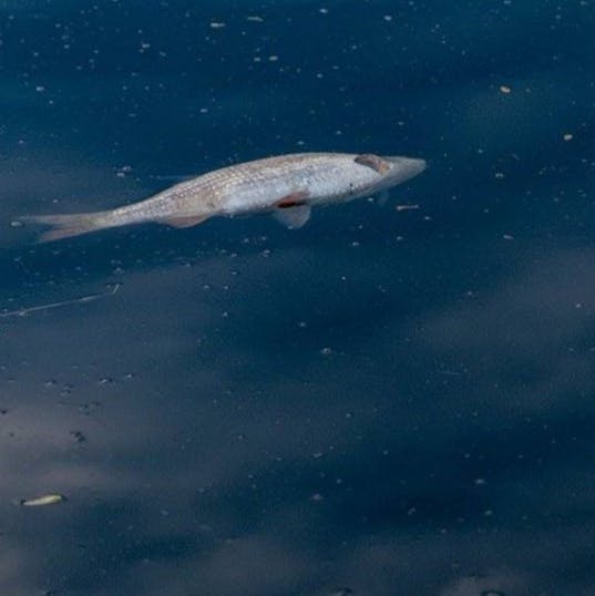 A dead fish floats on the surface of the water near a salmon farm in Scotland