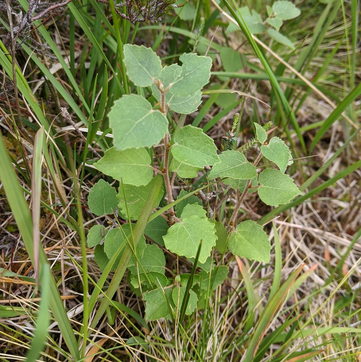 A small aspen seedling growing among dense grass 