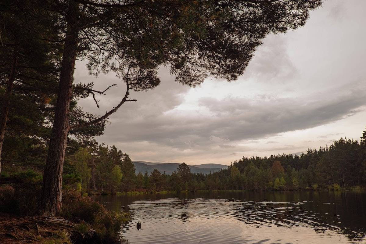 The black water of a forest loch surrounded by Scots pine and broadleaf trees, in the Scottish Highlands.