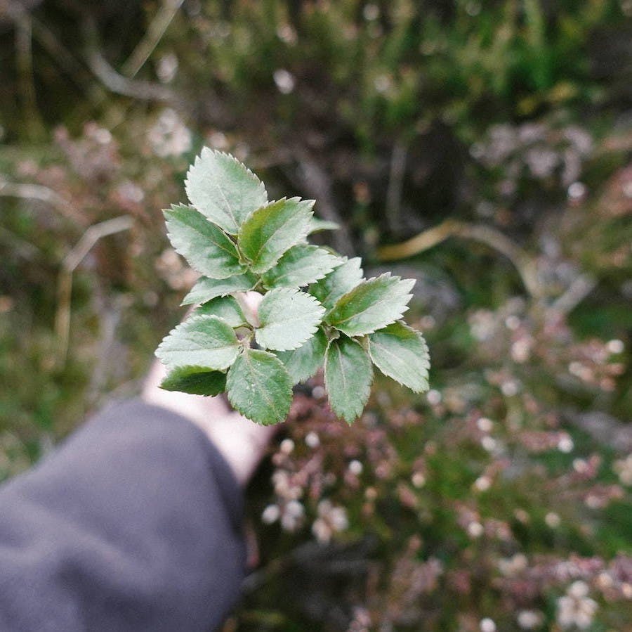 An elder sapling held against a backdrop of heather. Elder is one of a diversity of species we plant in the Scottish Highlands.