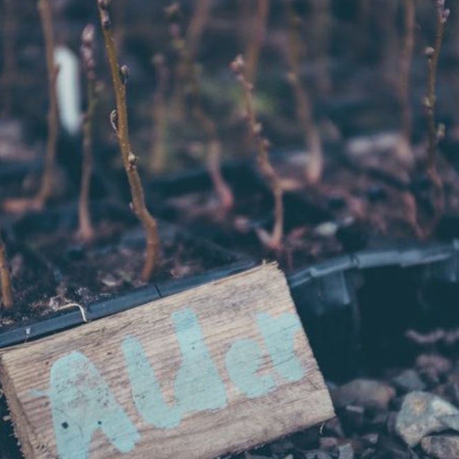 A batch of alder saplings, a native species to Ireland.