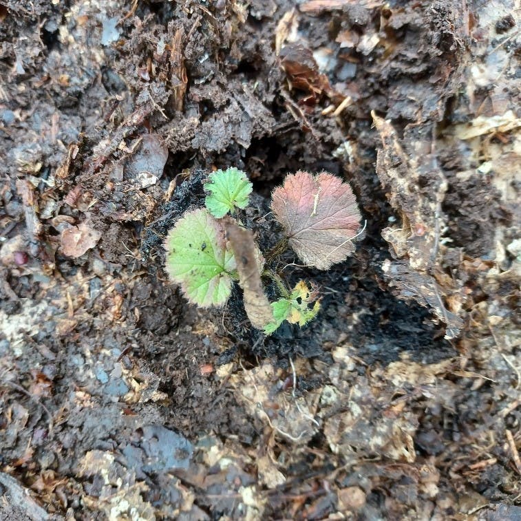 A wood aven sapling freshly planted in the ground, surrounded by damp leaf litter