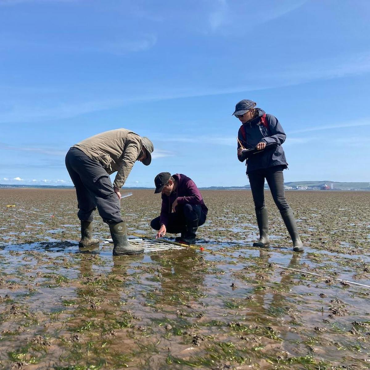 seagrass surveys in Scotland