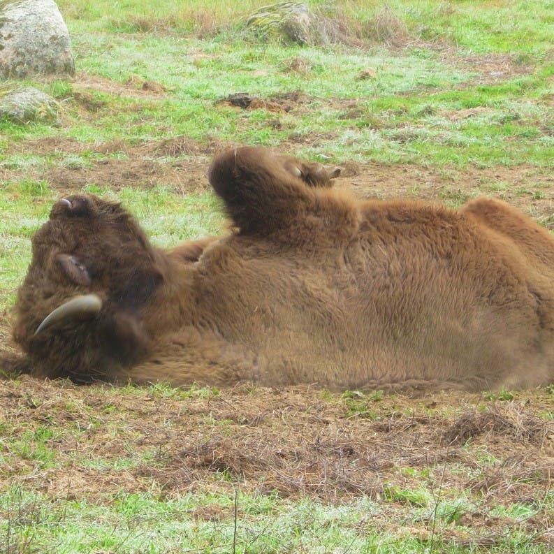 A bison rolling on the ground.