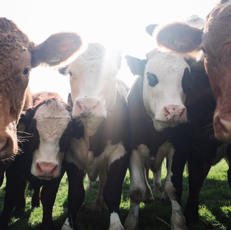 Five young cows huddle in close to look at the camera. Cattle emit 100 times more greenhouses gases compared to edible insects such as mealworms, crickets, and locusts.